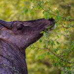 a deer with its mouth open standing next to a tree