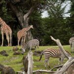 two giraffe and three zebra on green grass field under trees at daytime